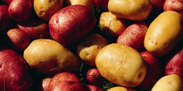 Digital Vision./Digital Vision/Getty Images Potatoes (Solanum tuberosum) are cool-weather vegetables.