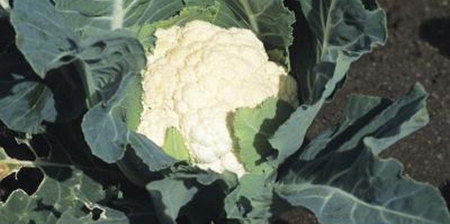 Tom Brakefield/Stockbyte/Getty Images Cauliflower heads are called curds.