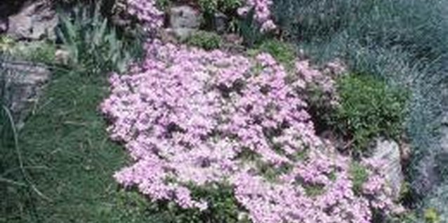 Hemera Technologies/AbleStock.com/Getty Images Creeping phlox abundantly produces spring flowers, often in pink.