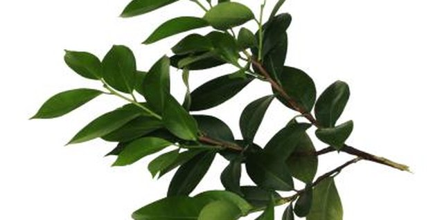 Brand X Pictures/Brand X Pictures/Getty Images Honey will keep bacteria out of plant cuttings.