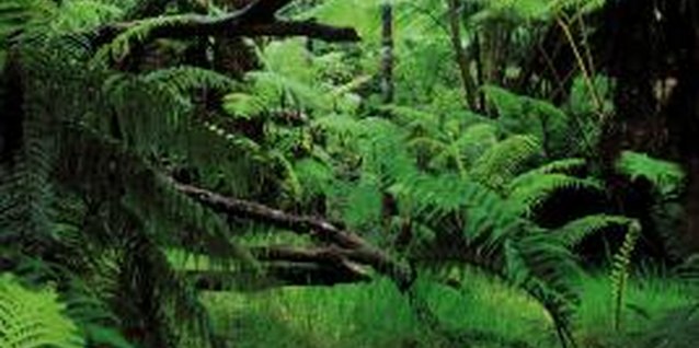 Comstock/Comstock/Getty Images Tree ferns grow naturally in Hawaii's forests.