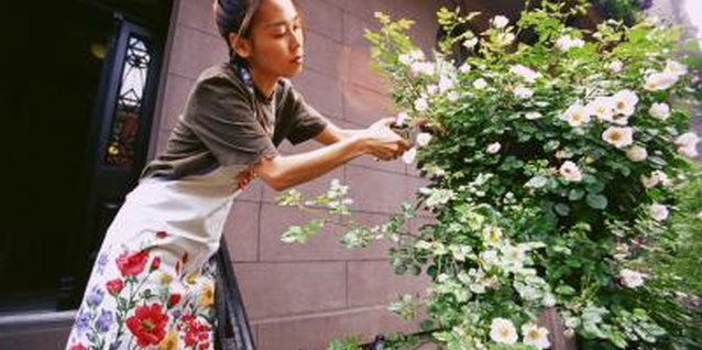 Creatas/Creatas/Getty Images Control powdery mildew by pruning out infected rose foliage.