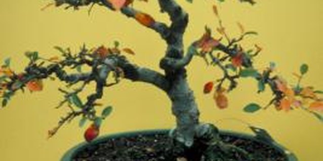 Jupiterimages/Photos.com/Getty Images The interesting branching patterns of cotoneasters make attractive bonsai.