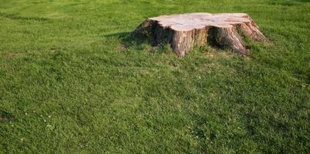 Jupiterimages/Photos.com/Getty Images Grinding is one of the fastest ways to get rid of a stump in your yard.