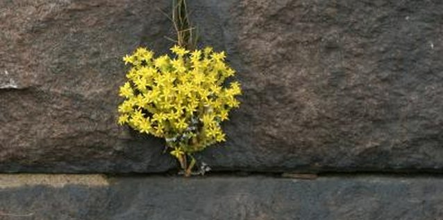 Jupiterimages/Photos.com/Getty Images Flowers trailing over a stone terrace add style and class to your landscape.