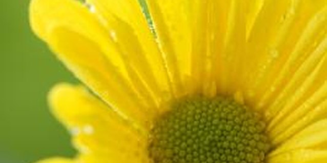 Goodshoot/Goodshoot/Getty Images The foliage of a bush daisy provides ideal hideouts for caterpillars.