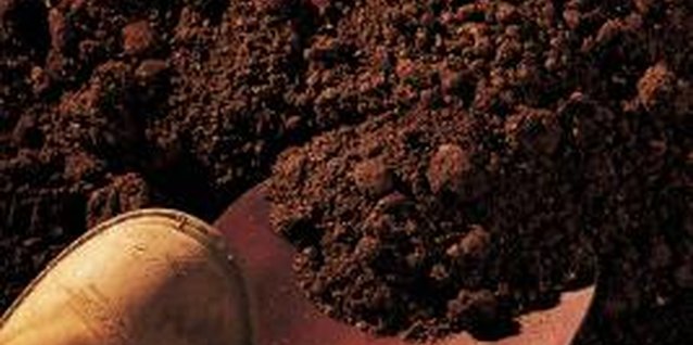 Comstock/Comstock/Getty Images Dig down to the roots to find a suitable root for cutting.