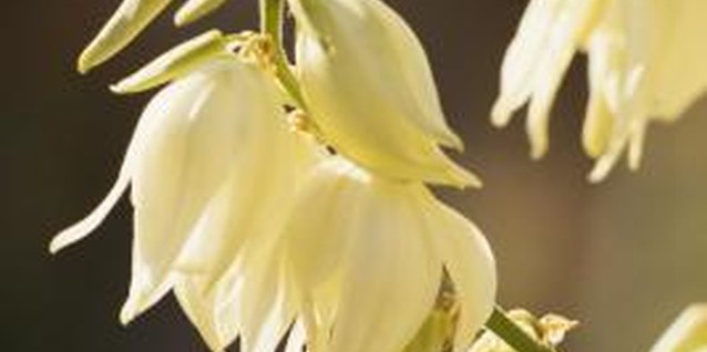 Jupiterimages/Photos.com/Getty Images Yucca flowers are white, pendulous and fragrant.