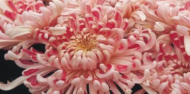 Jupiterimages/Photos.com/Getty Images Dahlias that are hardened off properly are more likely to thrive.
