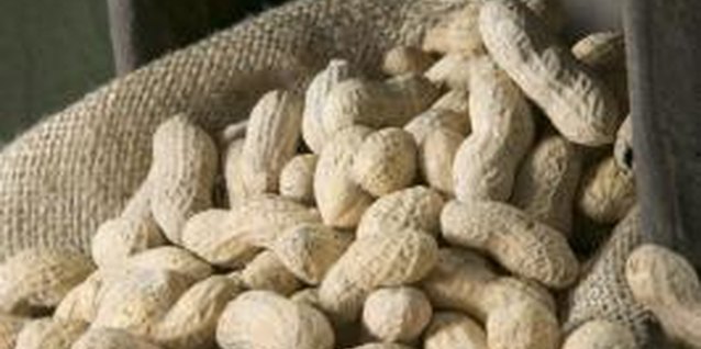 Jupiterimages/liquidlibrary/Getty Images A single peanut can be extremely dangerous to a child with a peanut allergy.