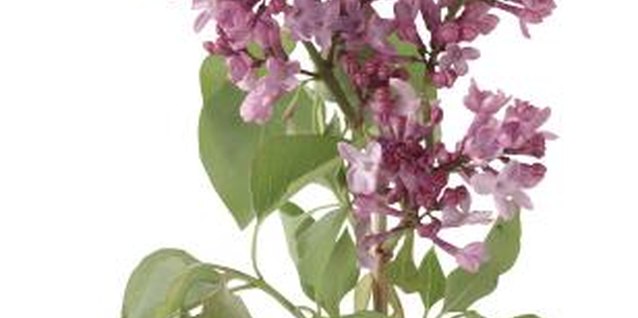 Brand X Pictures/Brand X Pictures/Getty Images Use one of three propagation techniques to clone your lilacs.