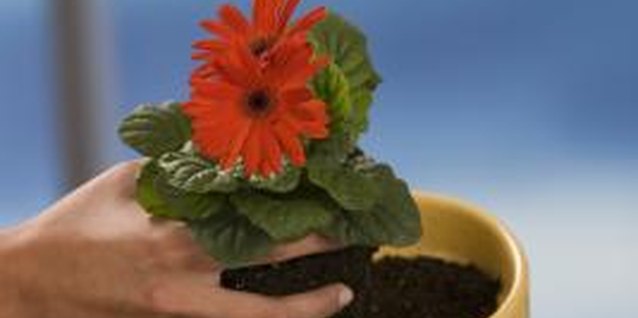 Comstock Images/Comstock/Getty Images Potting soils can be used for a variety of purposes.