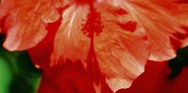 Medioimages/Photodisc/Photodisc/Getty Images Regularly remove weeds near the hibiscus to reduce pest infestations.
