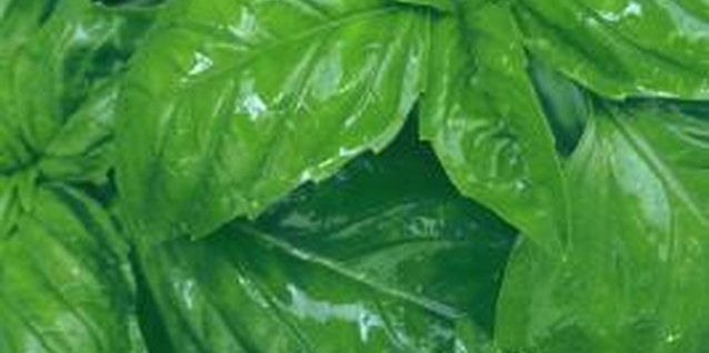 Comstock/Comstock/Getty Images Aphids and whiteflies often infest basil plants when there are few natural predators.