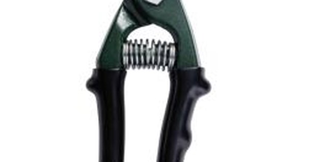 Ryan McVay/Photodisc/Getty Images Sharp pruners will help keep your philodendron selloum in shape.