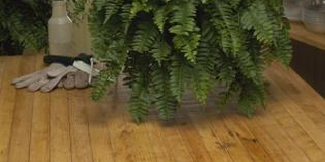 Jupiterimages/Comstock/Getty Images Isolate spider mite-infested houseplants to avoid their spread.