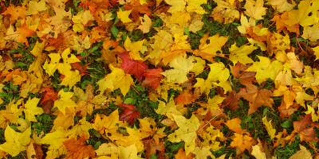 Hemera Technologies/AbleStock.com/Getty Images Using fall leaves to improve garden soil is a great organic choice.