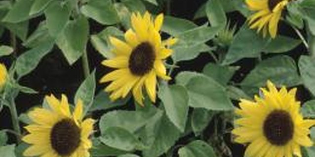 Hemera Technologies/AbleStock.com/Getty Images Tall sunflower varieties might need to be staked.