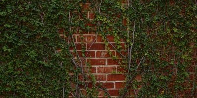 Photos.com/Photos.com/Getty Images Climbing ivy is best propagated from stem cuttings.