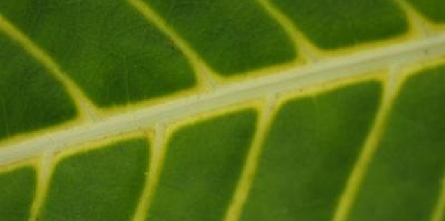 Photos.com/Photos.com/Getty Images Contrasting leaf veins enhance the attractiveness of elephant ears.