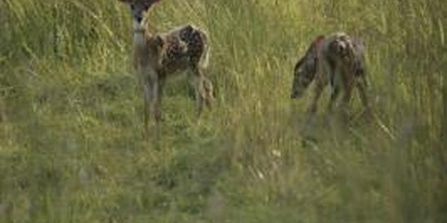 Comstock/Comstock/Getty Images Install an inexpensive fence with the use of zip ties to deter deer.