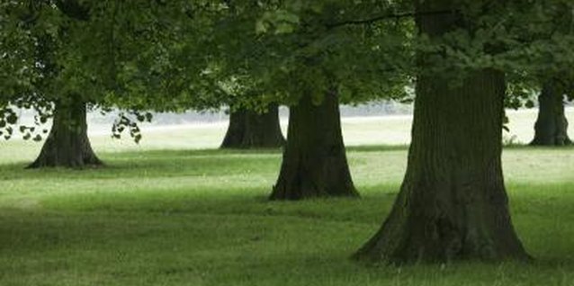 Photodisc/Photodisc/Getty Images Oaks are the national tree of the United States.