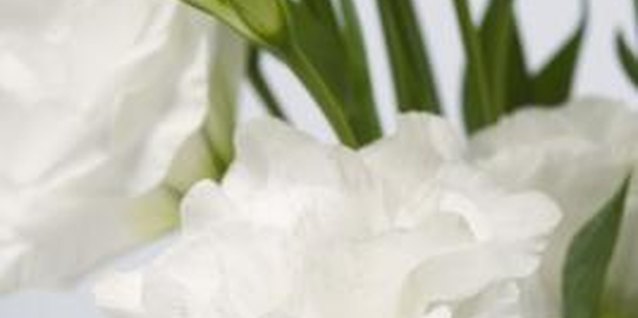 Dynamic Graphics/Polka Dot/Getty Images Wild lisianthus produces flowers in shades of white and purple.