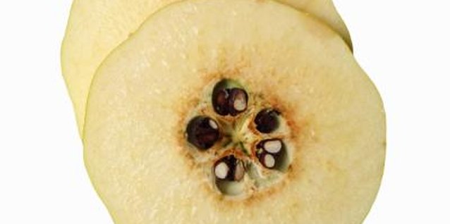 Stockbyte/Stockbyte/Getty Images Remove seeds from the inside of the flowering quince fruit for propagation.