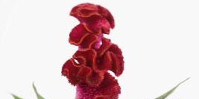 Dynamic Graphics/Polka Dot/Getty Images The common name cockscomb comes from the shape of the crested form of celosia.