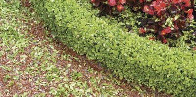 Medioimages/Photodisc/Photodisc/Getty Images Proper growing conditions can help boxwoods resist disease.