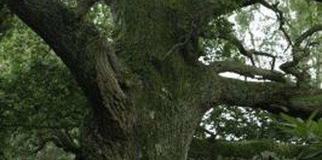 Photodisc/Photodisc/Getty Images Healthy oak trees can live for hundreds of years.