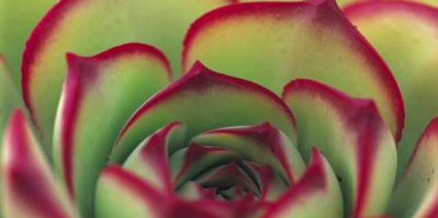 John Foxx/Stockbyte/Getty Images The variations in succulent leaves stand out in a framed vertical garden.