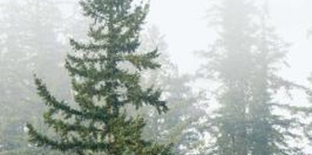 Jupiterimages/Comstock/Getty Images The Colorado blue spruce is one of the most popular evergreens.