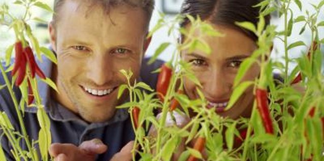 IT Stock Free/Polka Dot/Getty Images Pruning helps your plant grow more peppers.