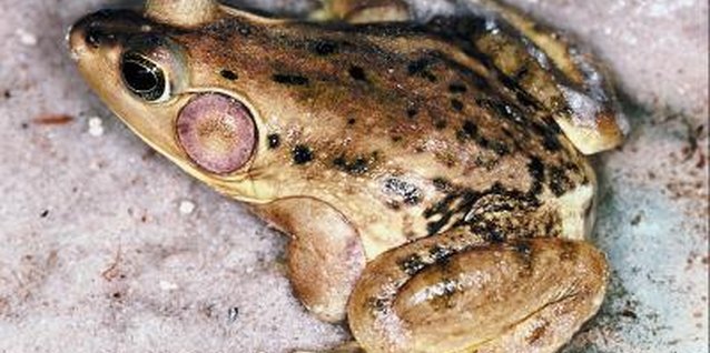 Jupiterimages/Photos.com/Getty Images Do your little ones love frogs and salamanders?