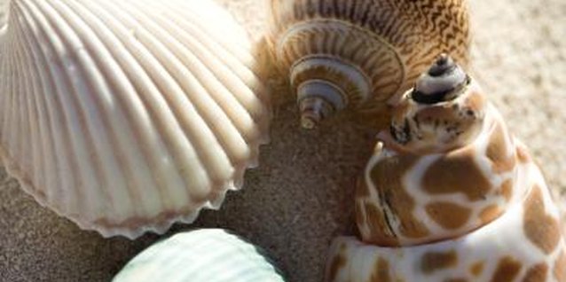 Photos.com/Photos.com/Getty Images Suspend seashells in clear gel candles for a one-of-a kind candle.