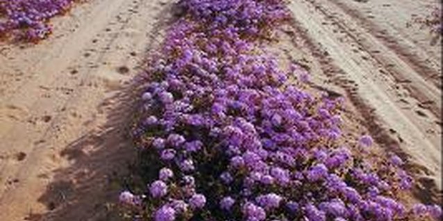 Jupiterimages/Photos.com/Getty Images Purple is a common color among different types, species and varieties of verbena.