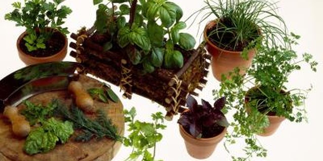 Jupiterimages/Comstock/Getty Images Dwarf herb varieties meet small-family and small-space needs.