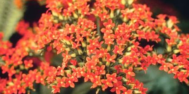 Jupiterimages/Photos.com/Getty Images Kalanchoe blooms range in colors of pink, white, yellow, orange or red.