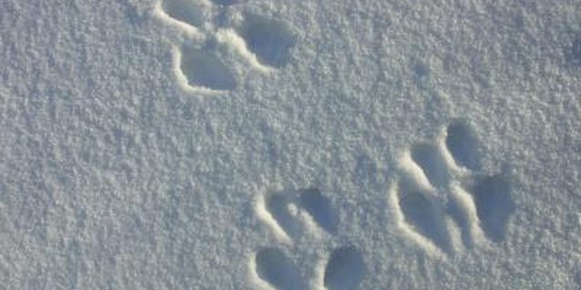Photos.com/Photos.com/Getty Images Who made these tracks? Your preschooler will have some wild guesses!