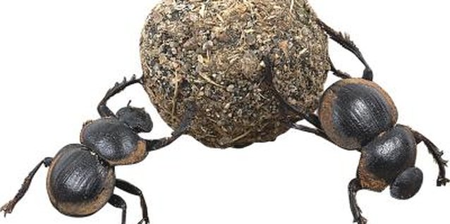 Zedcor Wholly Owned/PhotoObjects.net/Getty Images Horse and cow manure contain carbon-rich bedding materials that heat when composting.