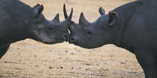 Comstock/Comstock/Getty Images Teach children about Africa with fun crafts and activities.