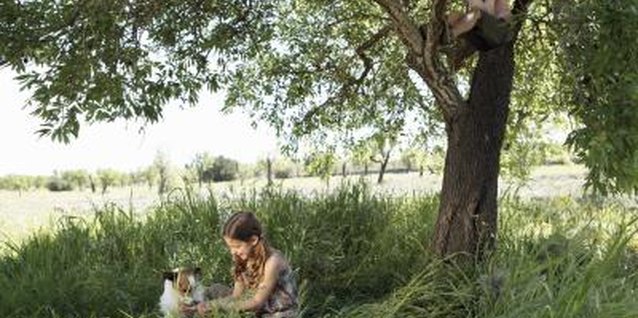 Maria Teijeiro/Lifesize/Getty Images Grass under trees can be hard to mow.
