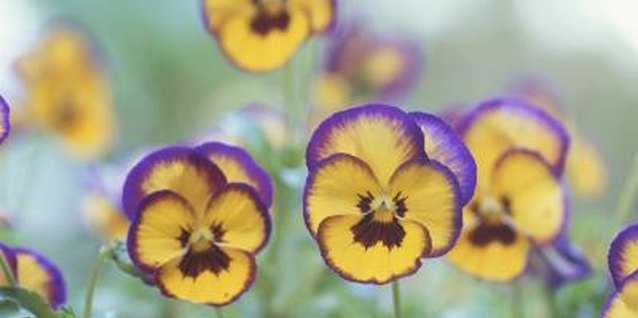 Hiromi Suzuki/amanaimagesRF/amana images/Getty Images Pansies play well with other cool-season flowers.