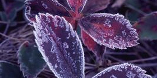 Stockbyte/Stockbyte/Getty Images Frost destroys plant cells and causes tender plants to wilt and die.
