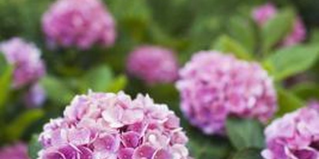Michael Turek/Photodisc/Getty Images Prune hydrangeas after flowering.
