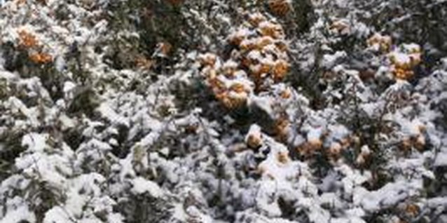 Photodisc/Photodisc/Getty Images Shrubs that bear winter fruit add color to the frozen landscape.