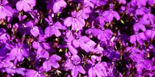 Jupiterimages/Photos.com/Getty Images Trailing lobelia is an excellent choice for the edges of your covered wagon planter.
