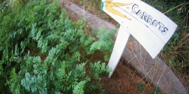 do you have to thin carrot seedlings