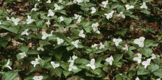 Photos.com/Photos.com/Getty Images Trillium prefers dappled shade and can cover a large area over time.